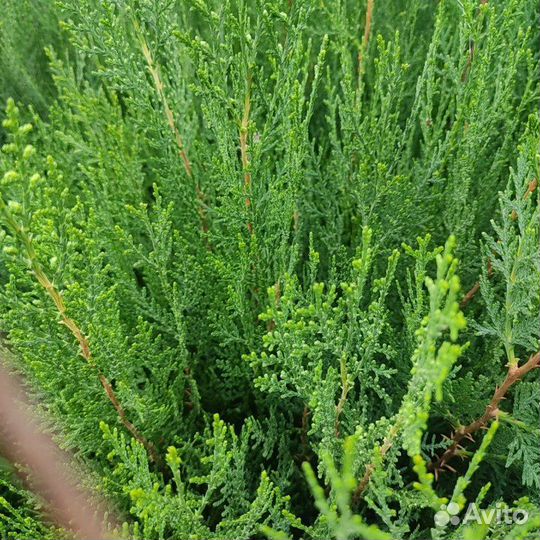 Туя восточная сеянцы