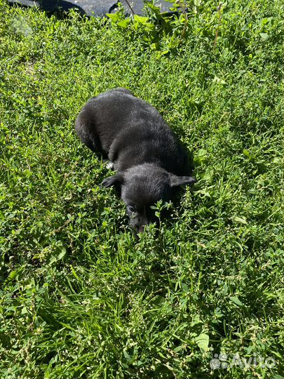 Щенки отдам