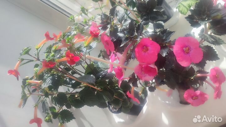 Цветы ахименесы