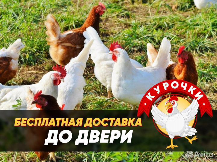 Курочки несушки с доставкой