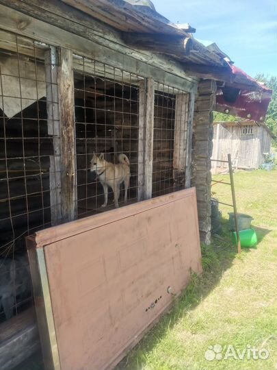 Щенки лайки зсл