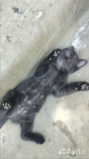 Котики в добрые руки