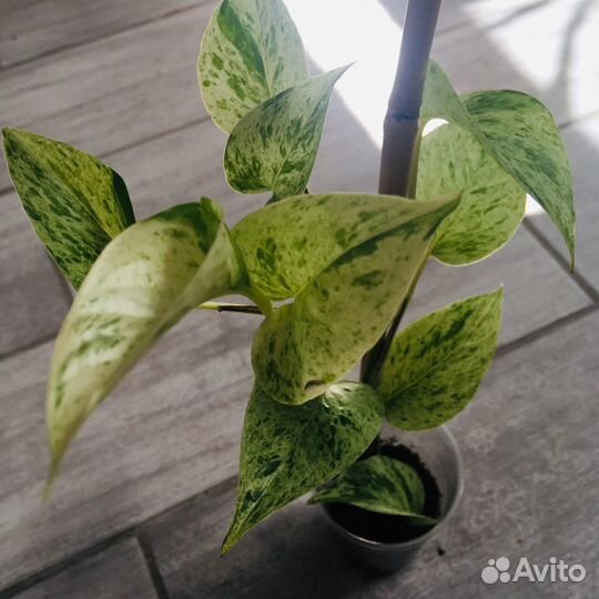 Сциндапсусы