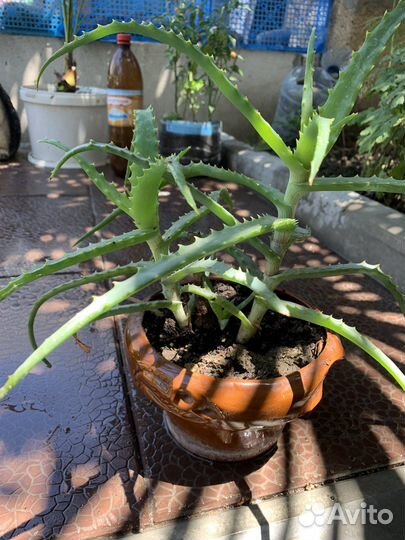 Комнатные растения цветы