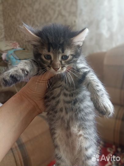 Котята бесплатно