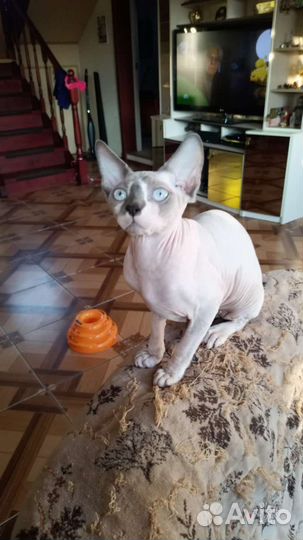 Канадский сфинкс