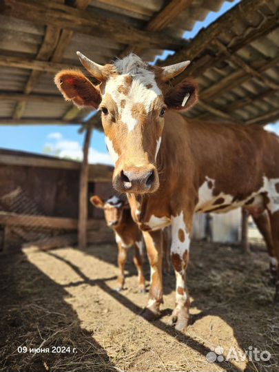 Коровы дойные, телка