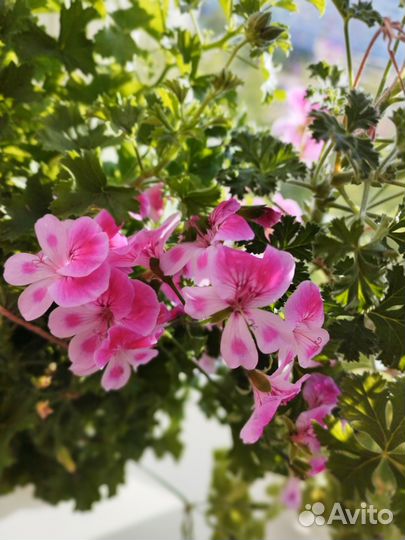 Герань пеларгония