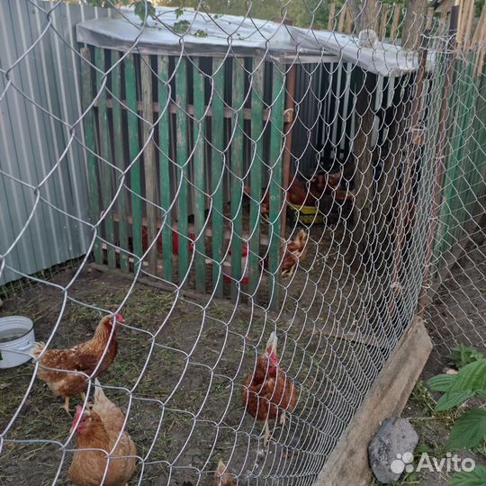 Куры несушки