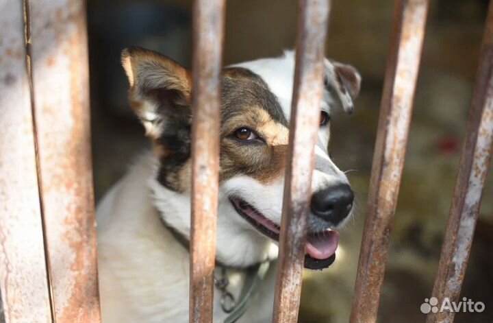 Спасите собаку из приюта