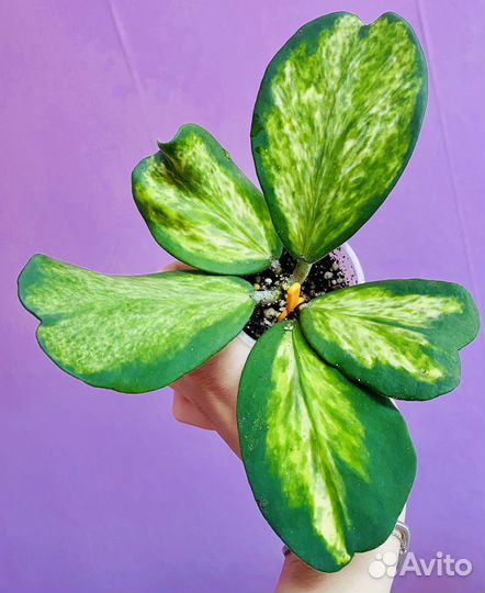 Хойя Kerry Spot Centre