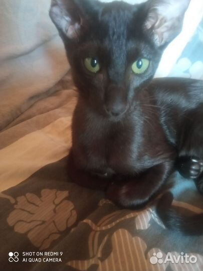 Ориентальный котенок