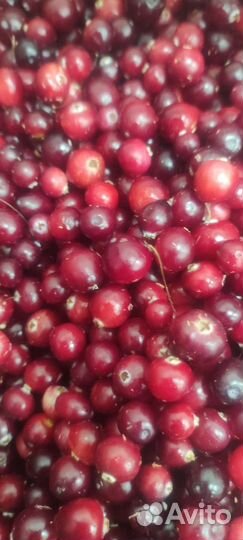 Клюква свежая