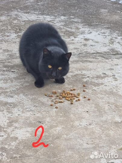 Котики бесплатно