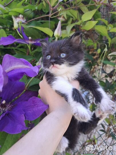 Кошка бесплатно