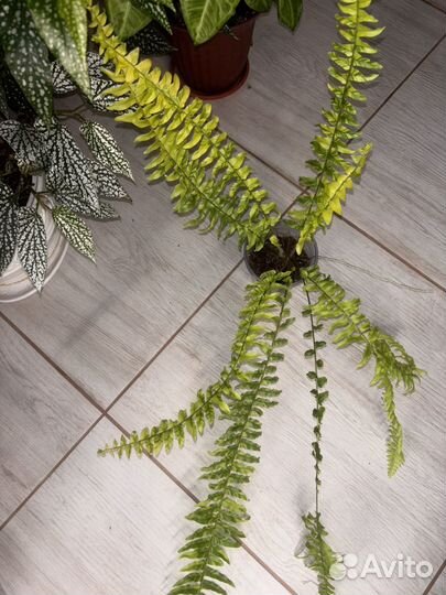 Папоротник нефролепис тигр вариегатный