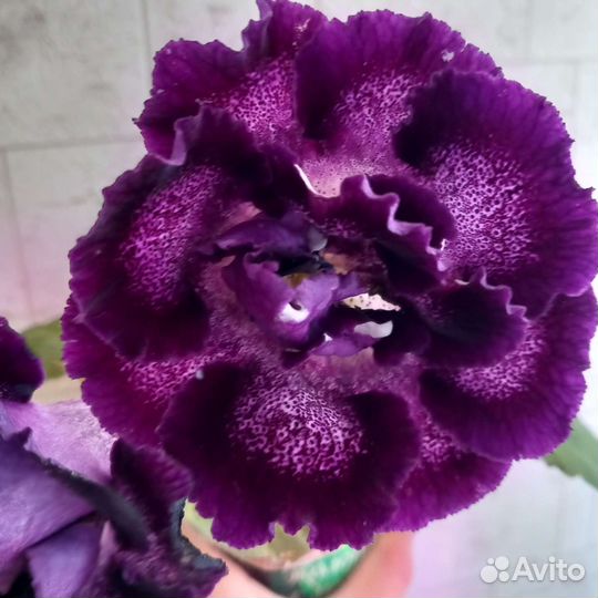 Глоксиния махровая