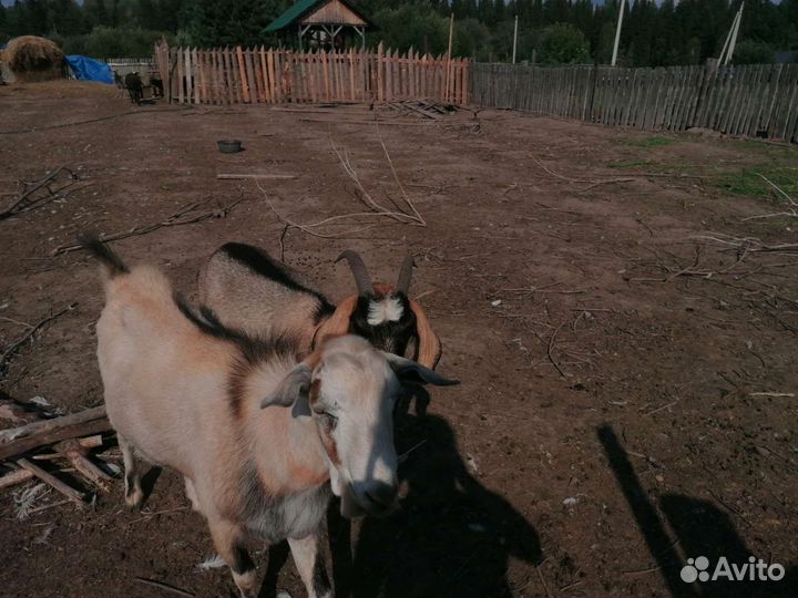 Коза и козел