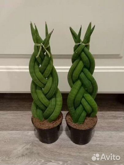 Сансевиерия Цилиндрика