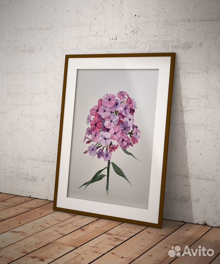 Флоксы Акварельная иллюстрация 20 х 30 см