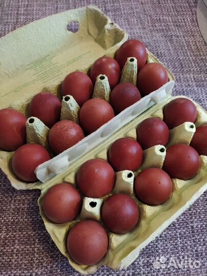 Инкубационное яйцо Маран и Ухейилюй