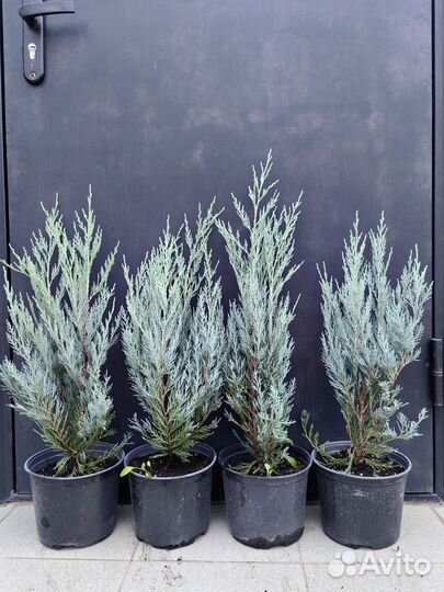 Можжевельник мунглоу