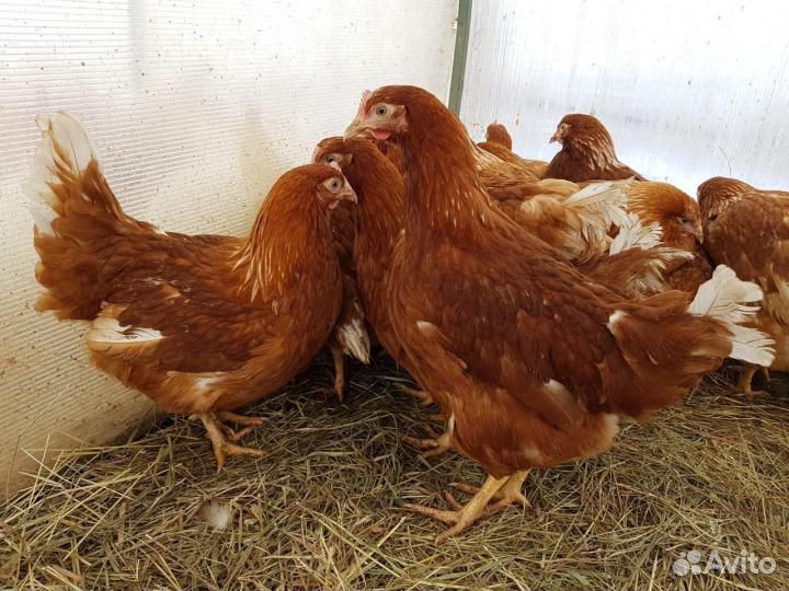 Куры несушки молодки разные оптом от 50 штук