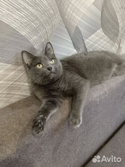 Кошка Ева