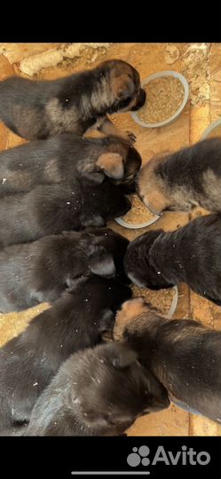 Щенки немецкой овчарки