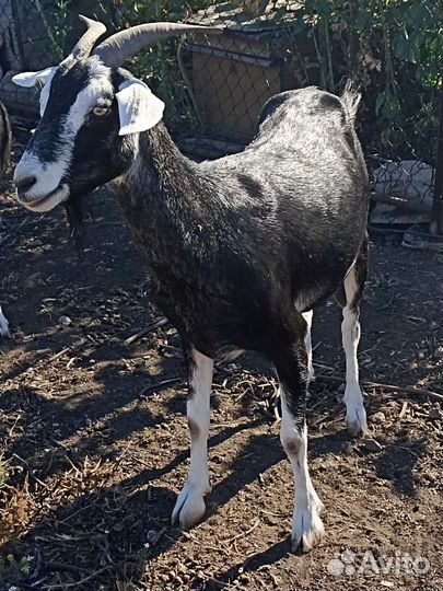 Козы дойные
