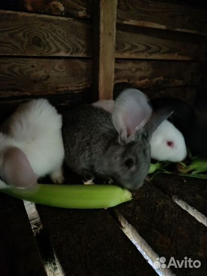 Кролики,мясные