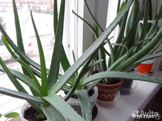 Алоэ на лекарство 3 года