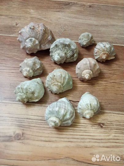 Ракушки - рапаны