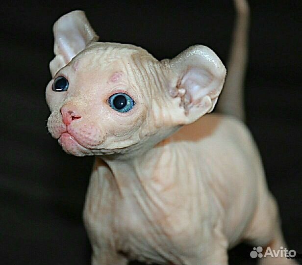 Которебенок девочка