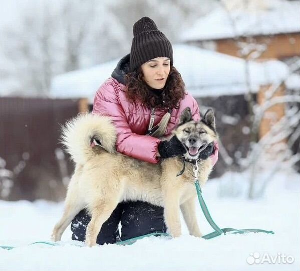 Прекрасный пес в добрые руки