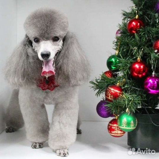 Вязка пуделя