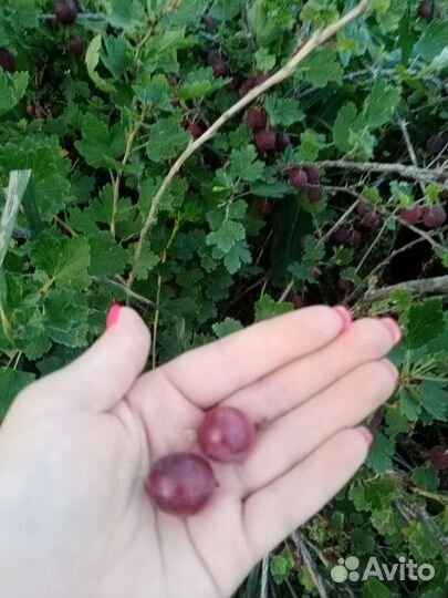 Крыжовник красный