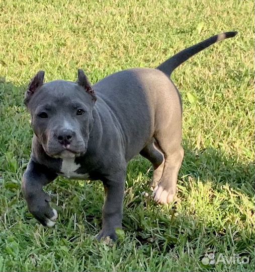 Американский булли стандарт