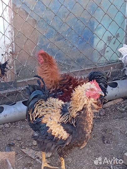 Петухи и куры