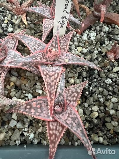 Алоэ культивары (Aloe cultivar) - 1