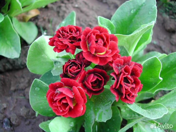 Примулы махровые, лох серебристый, махровый ландыш