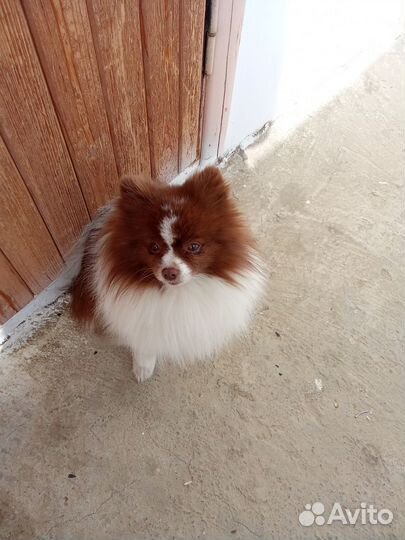 Вязка кобель шпиц