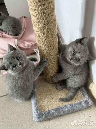 Британские котята