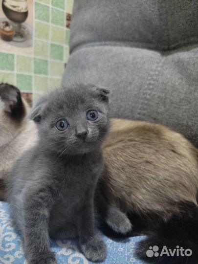 Котятки в добрые руки)