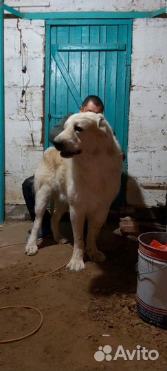 Вязка (не продаю)