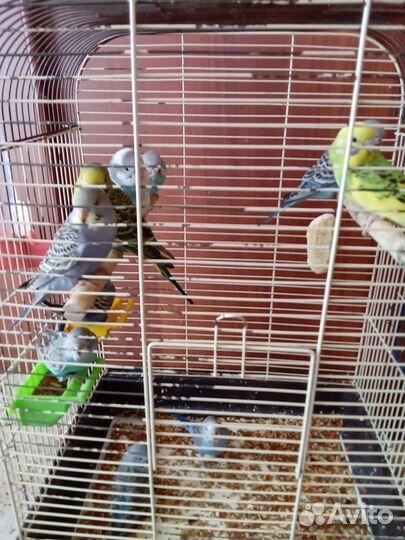 Молодые волнистые попугаи