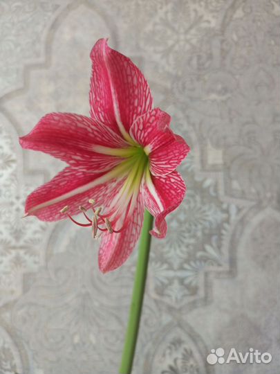 Гиппиаструм