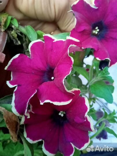 Вегетативная петуния