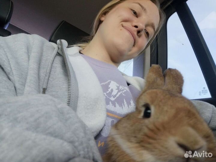 Выгул собак, передержка животных, догситтер