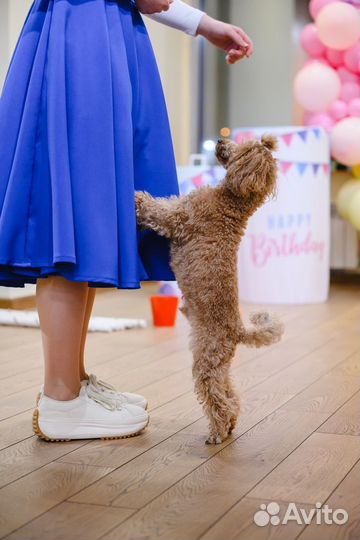 Собака для фотосессии
